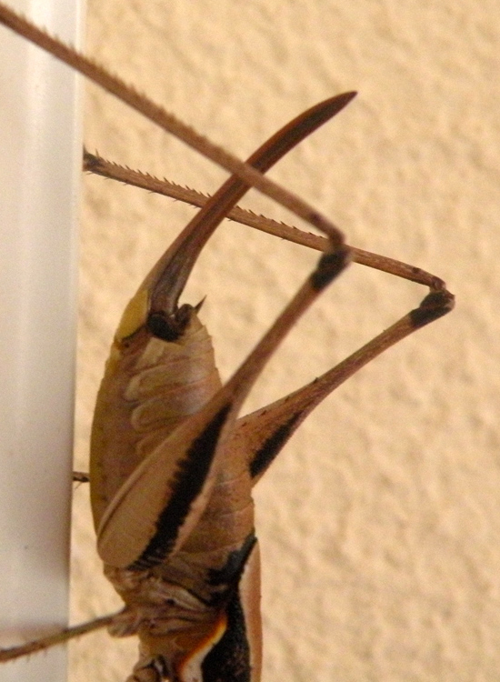 Tettigonidae orientale:  Eupholidoptera sp.